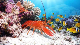 sea fishes