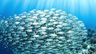 sea fish video