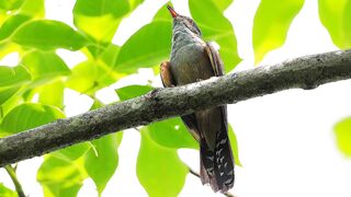 Cuckoo parasitic birds 2