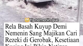 Definisi Setia dari Nol! Rela Kuyup Kehujanan di Gerobak Demi Nemenin Majikan Cari Cuan, Totalitas Anabul Ini Bikin Mewek!