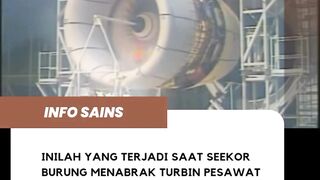 burung tabrak pesawat