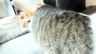 3 Strange Cats
