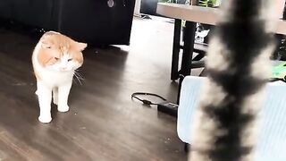 Love  CATS