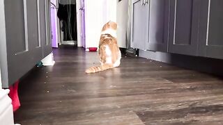 Miaw CAT