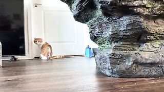 MEOWl
