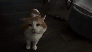 An eventful passing (cats ok, the title refers to the passing of one in front of the other)