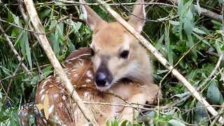 Whitetail Deer Fawn.mp4.2026