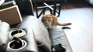 Toes  CATS