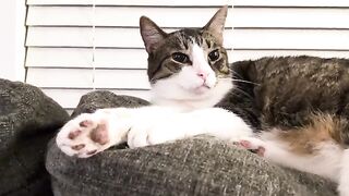 Gimme ur peets