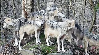 How Wolves Greet One Another.mp4.2026