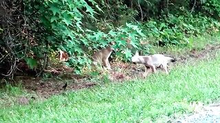 Coyote Pups Playtime.mp4.2026