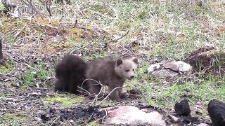 Grizzly Cubs of the Year Playing.mp4.2026