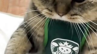 kucing plenger