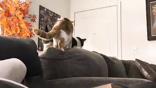 Tail chasing