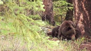 Grizzly and Her Newborns.mp4.2026
