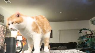 Cats doing cat things 2