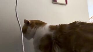 Mood  CATS