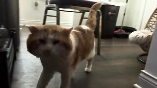 Miwao