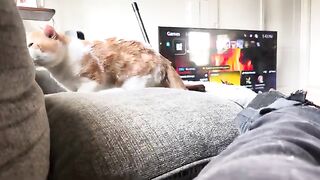 Rude CATS
