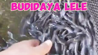 Budidaya lele dimusim bediding harus jeli