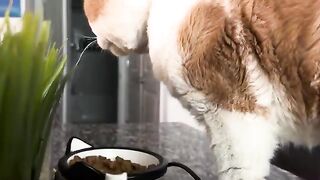 Nom nom nom