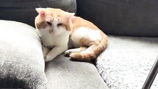 Pitiful mews for attention