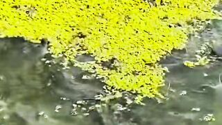 Enaknya kalau ada Azolla atau Lemna dikolam