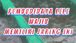 Alat ini WAJIB dimiliki pembudidaya lele
