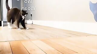 funny animals compilation part 1 #cats #dogs #funny