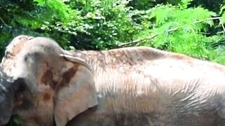 Who can name all the animals shown here?