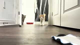 Meowry buddies