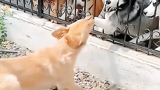 funny animals compilation part 3 #cats #dogs #funny