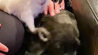 funny animals compilation part 4 #cats #dogs #funny