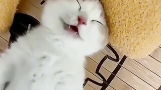 funny animals compilation part 6 #cats #dogs #funny