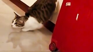 funny animals compilation part 8 #cats #dogs #funny