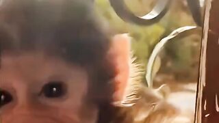 funny animals compilation part 9 #cats #dogs #funny