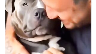 funny animals compilation part 10 #cats #dogs #funny