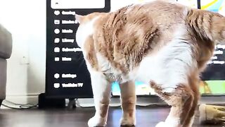 I got your face belly