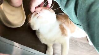 Gnawr