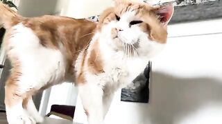 Now about that catbutt