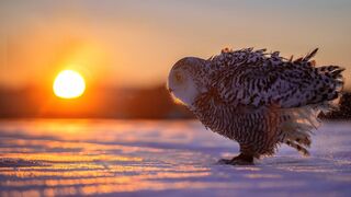 The Magnificent Beauty of Nature | Adiemus | HD