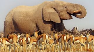 Nature Makes You Happy | BBC Earth | HD
