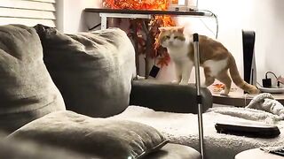 Miawr