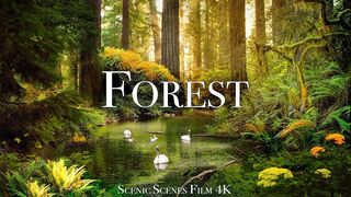 Inside the World’s Most Mysterious Forest Calm Nature Sounds & Jungle Life | 4K