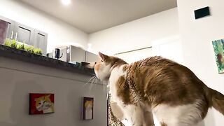 Cat-like creatures