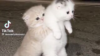 Cute Cats 25