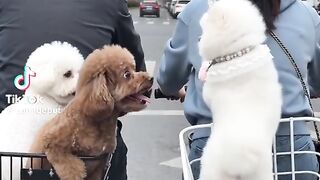 So Cute Dogs