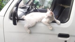 MY CAT MANU