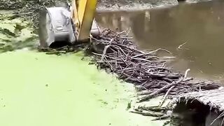 Meruntuhkan bendungan berang berang!
