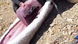 penemuan emas di dalam perut ikan